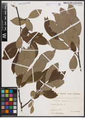 Foto von Salix caprea L.